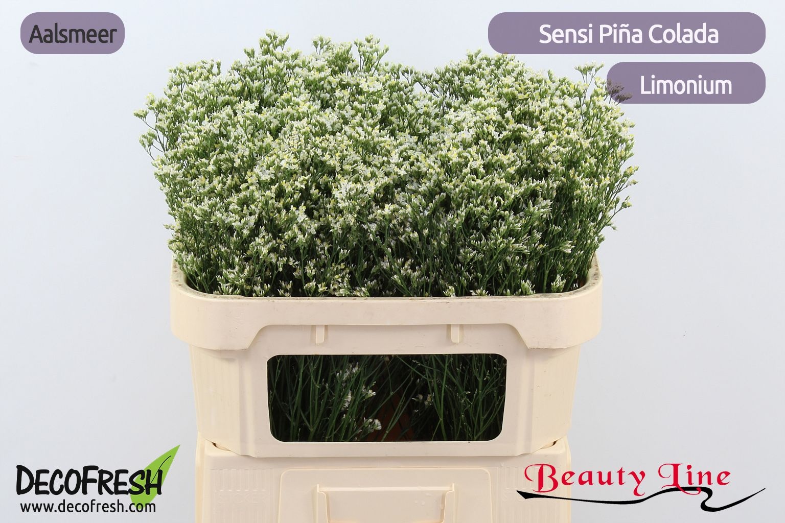 Limonium Sin Pina Colada 70cm 30gram