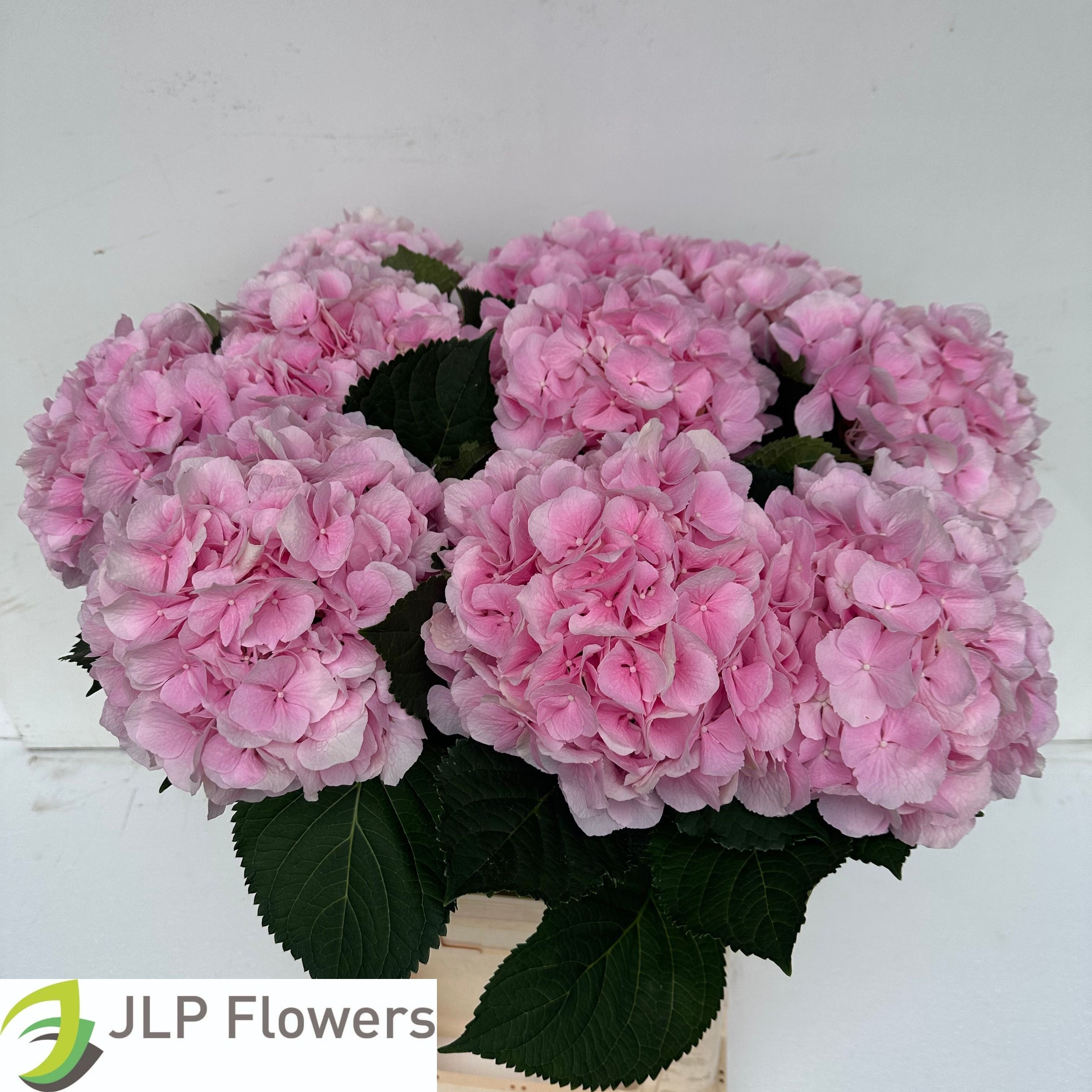 Hydrangea Verena Pink 80cm 23Ø