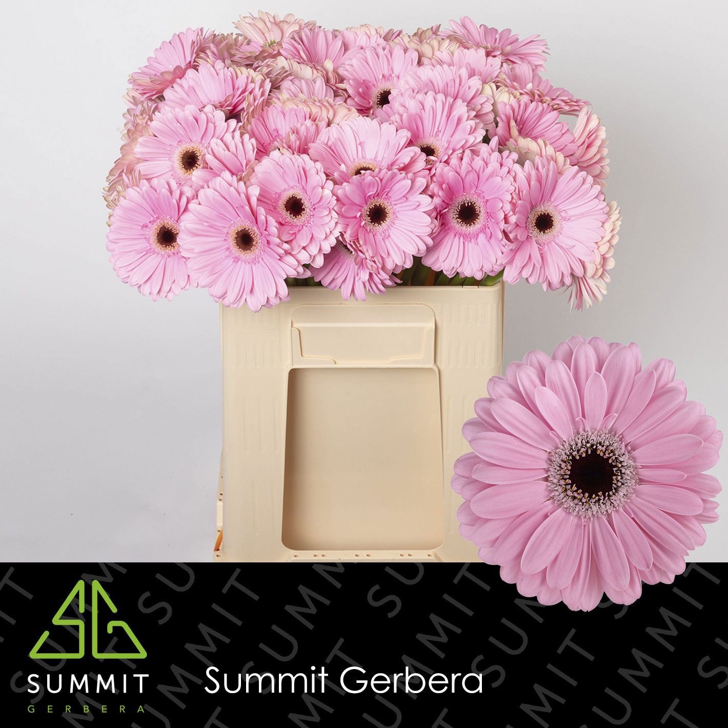 Gerbera Alison 50cm 10Ø