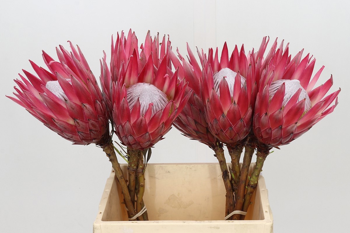 Protea Madiba 40cm