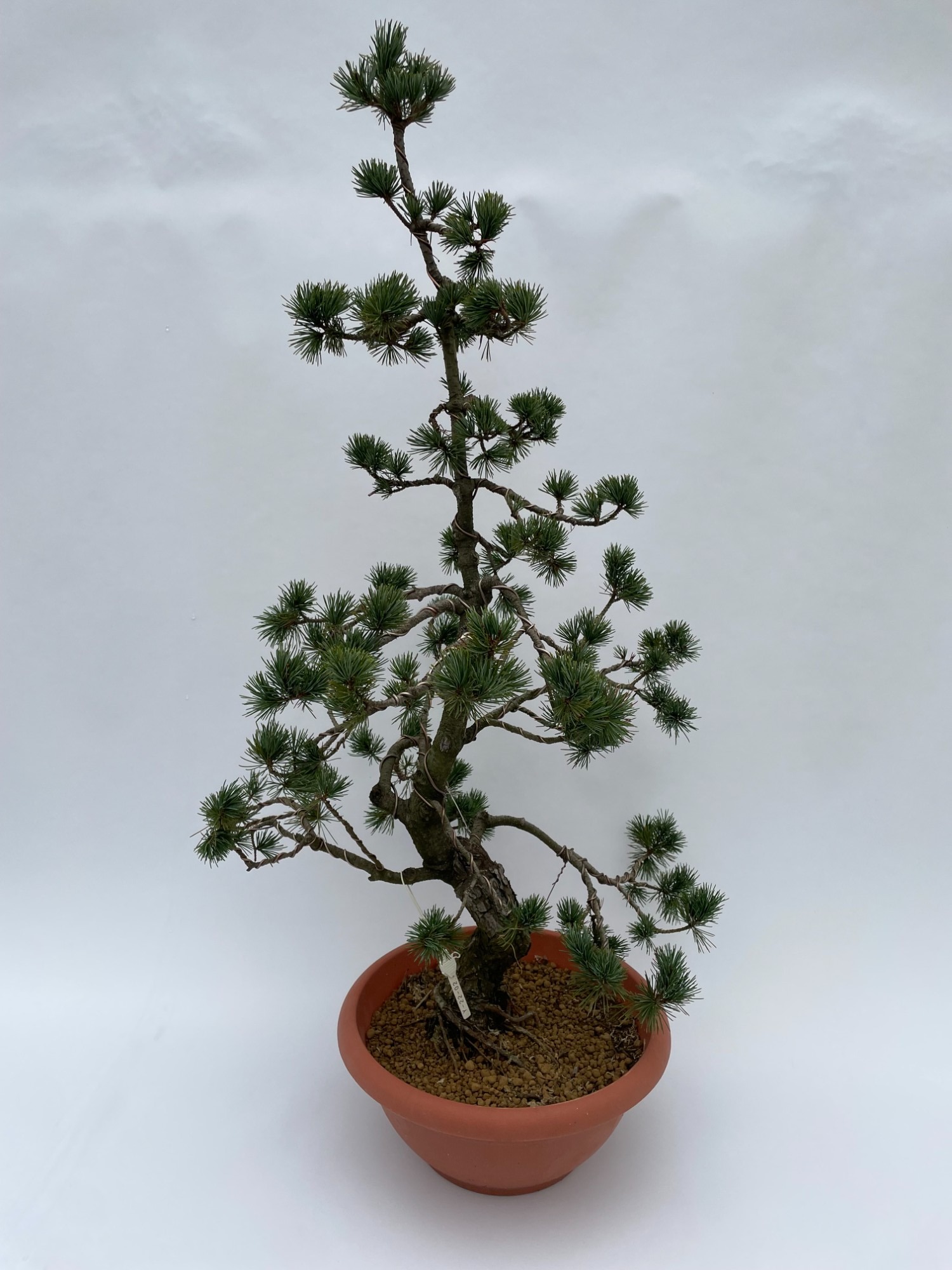 Picture of Pinus Parviflora E5 30 cm (herkomst: Japan) 30-CM-CERAMIC 95CM