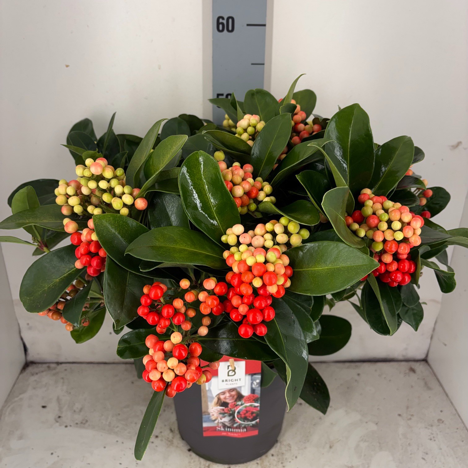 Skimmia Veitchii 20