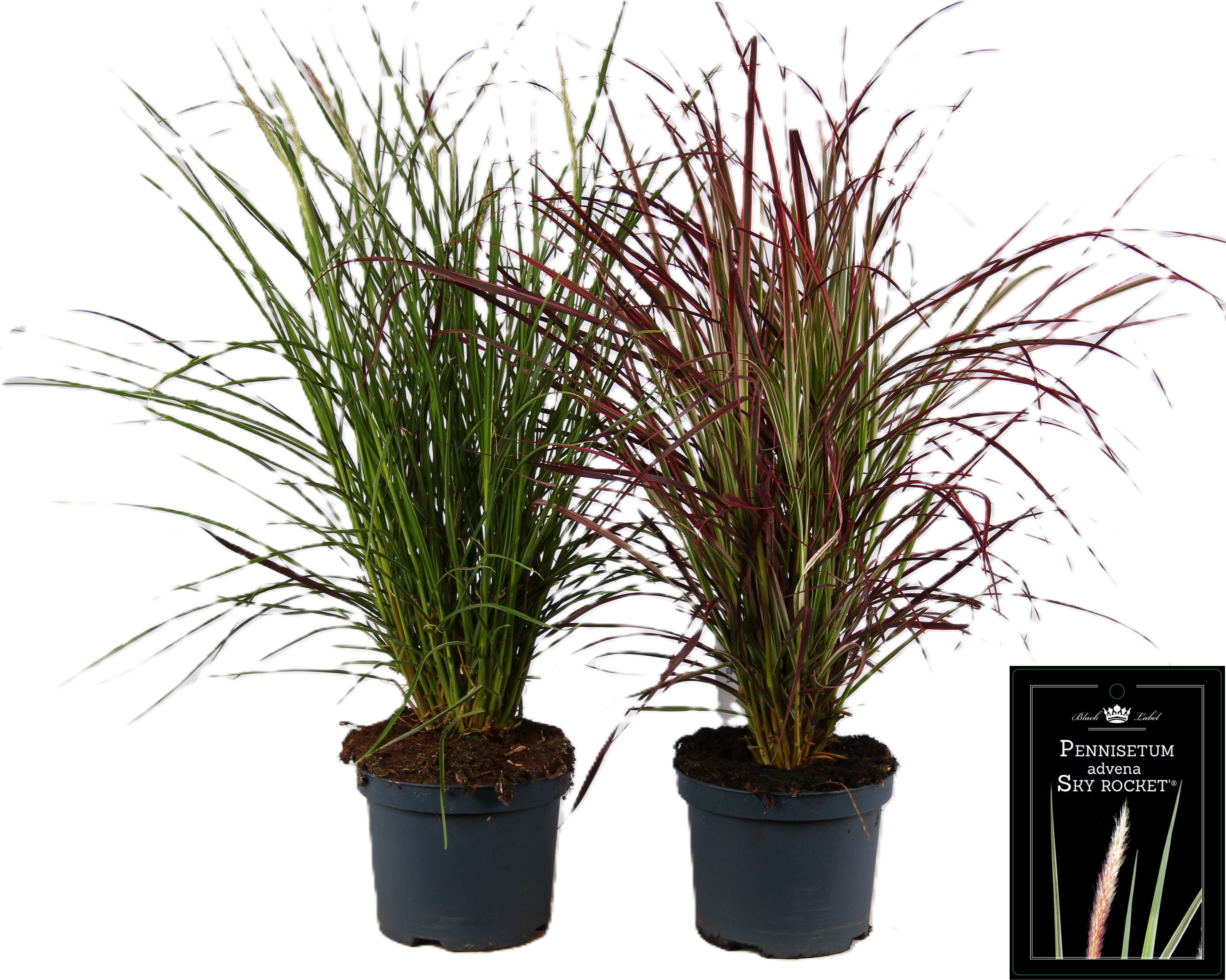 Picture of Pennisetum x advena mixed-shelf