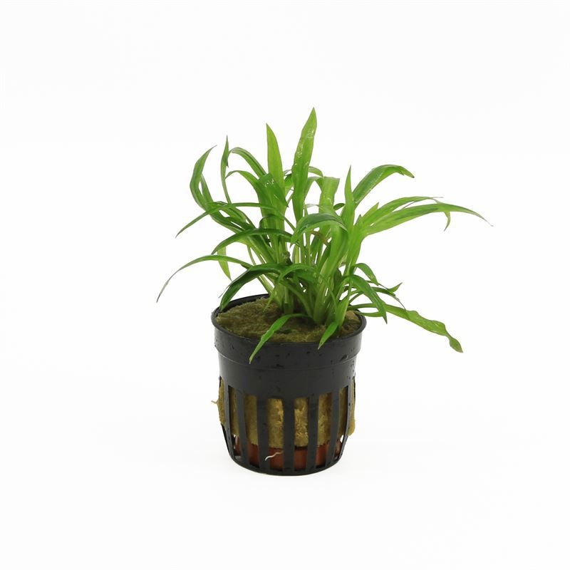 Cryptocoryne costata