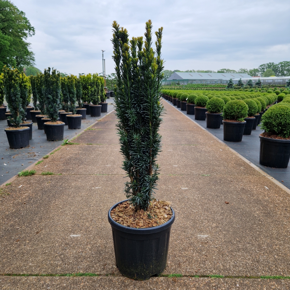 Picture of Taxus baccata Fast. Robusta C11 60/70