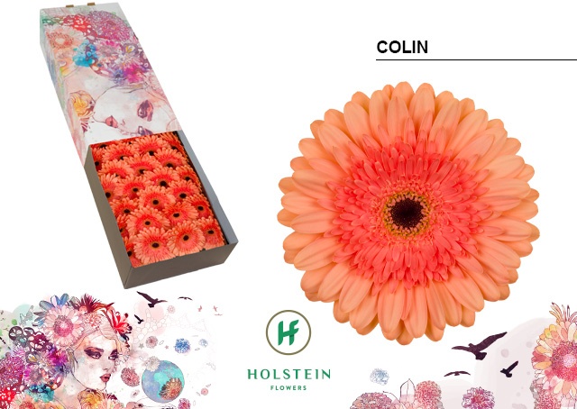 Gerbera Colin Doos