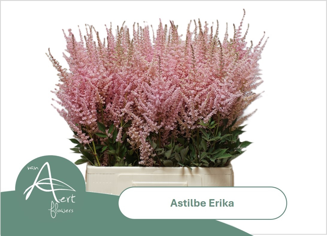 Astil Ar Erika