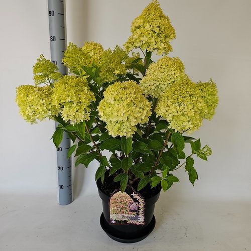Hydrangea pan.Pixio p29 Vlasv