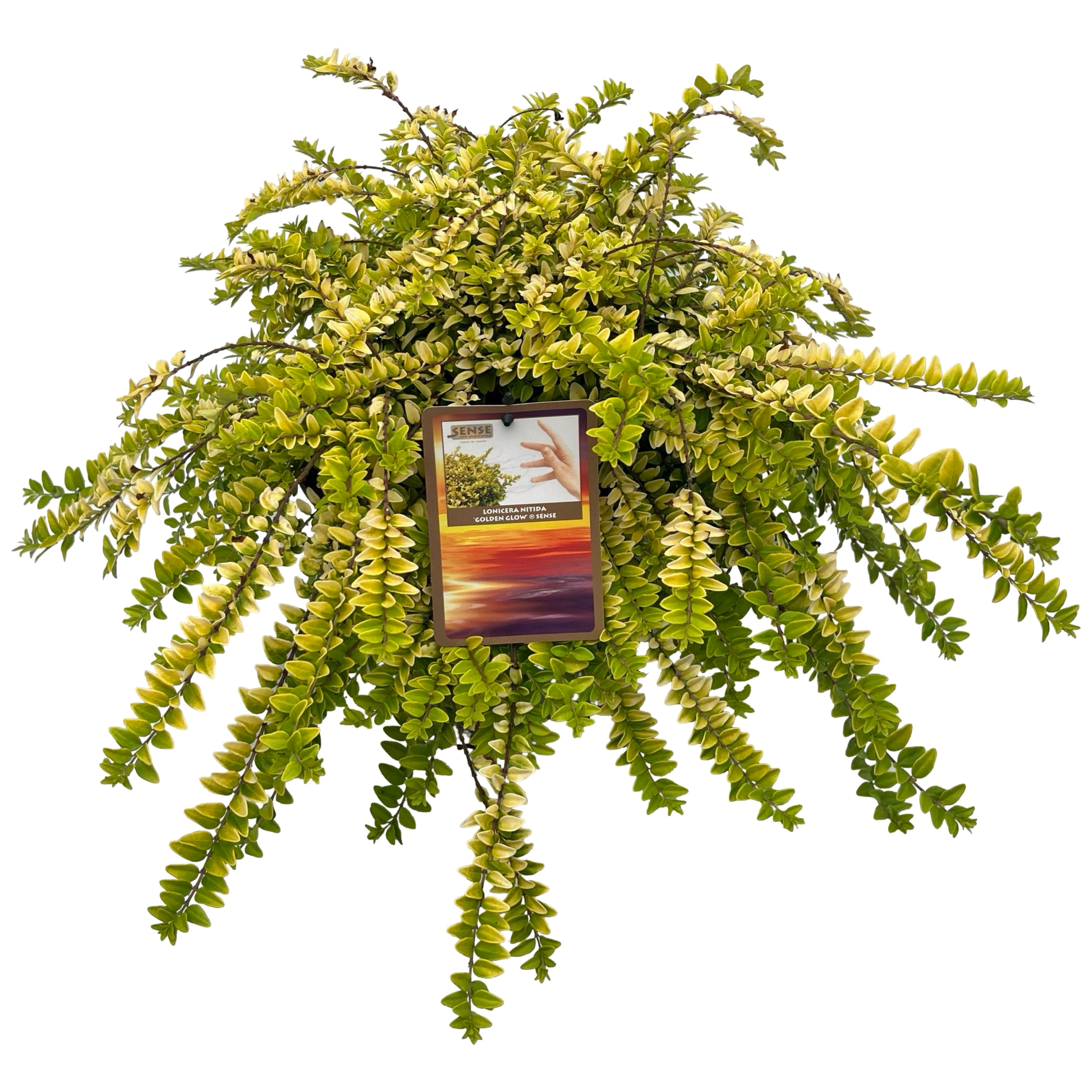 Picture of Lonicera nitida Golden Glow® sense P23 (5 Ltr)