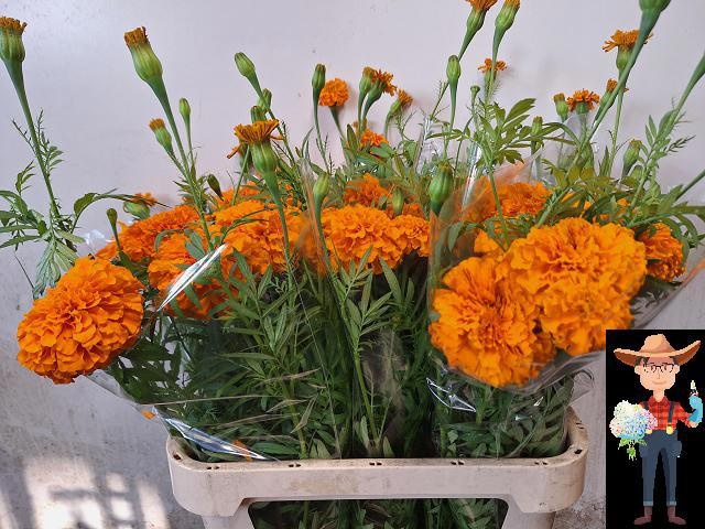 Tage E Co Deep Orang 80cm