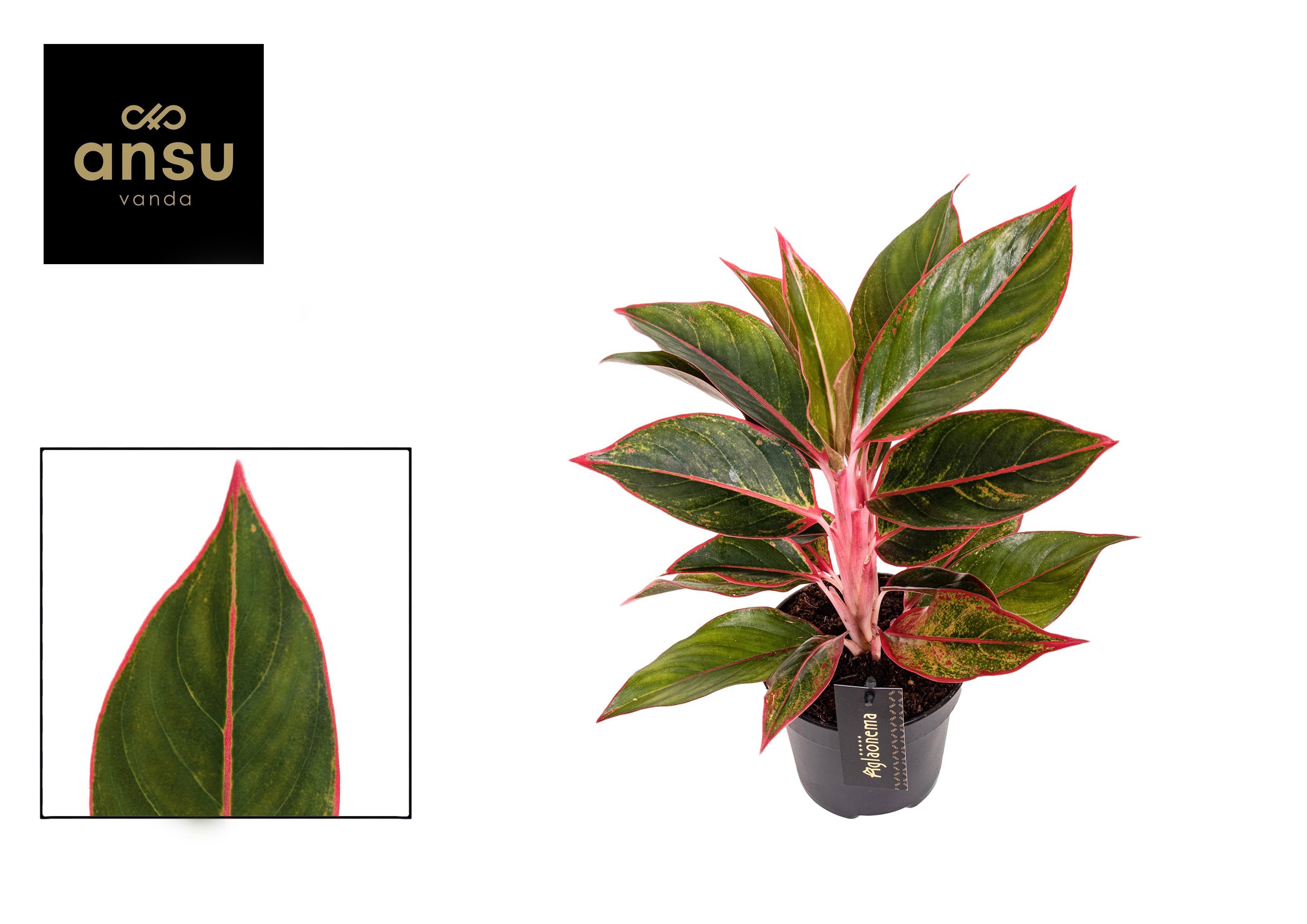 Aglaonema Jungle Red - Aglaonema
