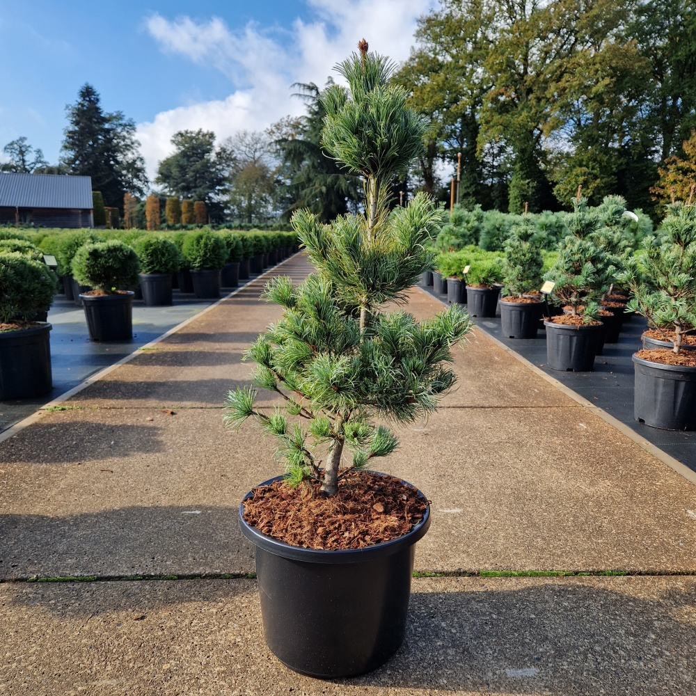 Picture of Pinus parviflora Bonnie Bergman C12 50/60 (LOOSE)