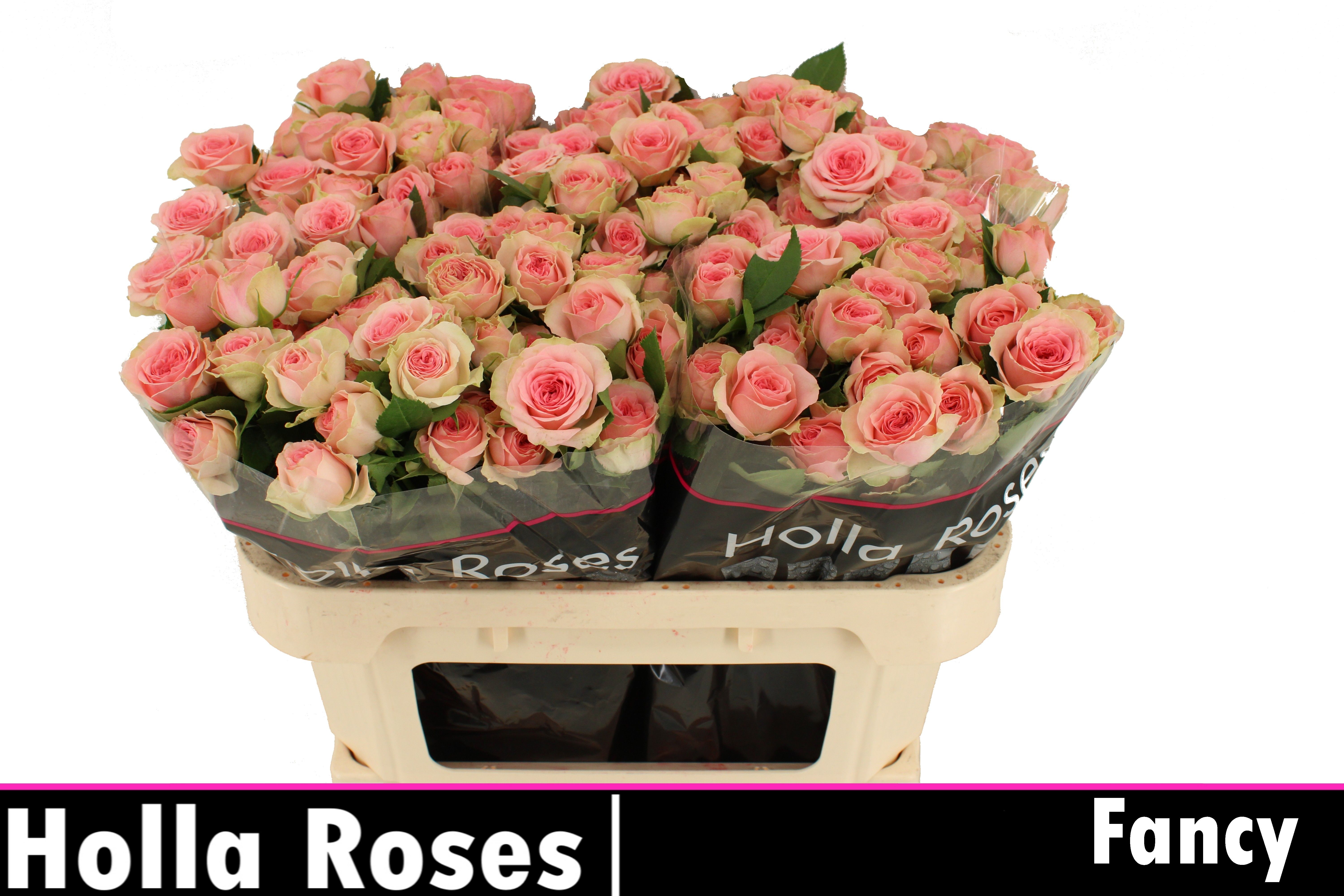 Rosa spray Fancy R TR FANCY | Roses | Rozen | Flowering