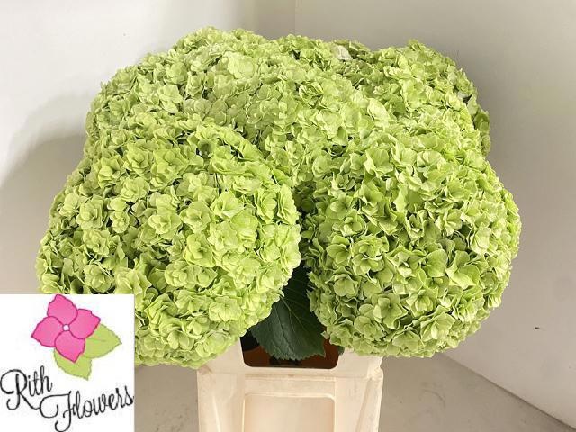 Hydrangea Roy Highne Classic 60cm 23Ø