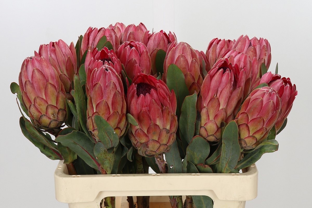 Protea Silvia 60cm