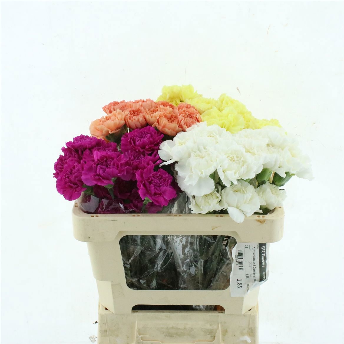 Dianthus St Mixed In Bucket 70cm