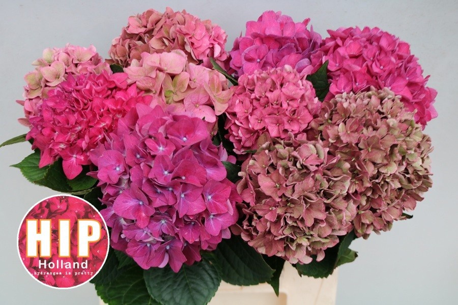 Hydrangea Rodeo Classic Pink 40cm 14Ø