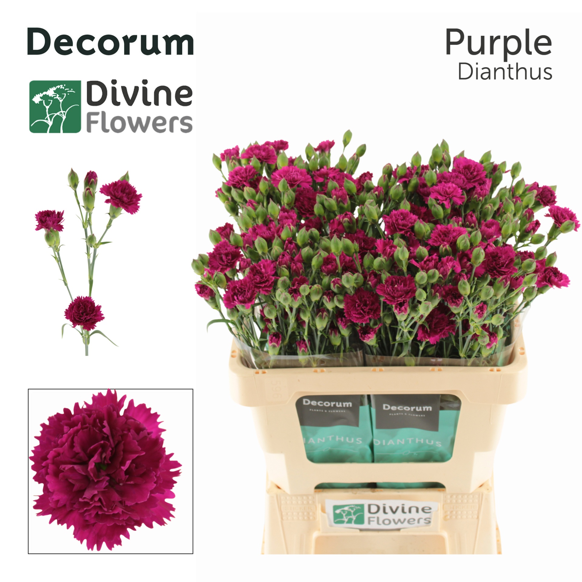 Di Fiorino Purple