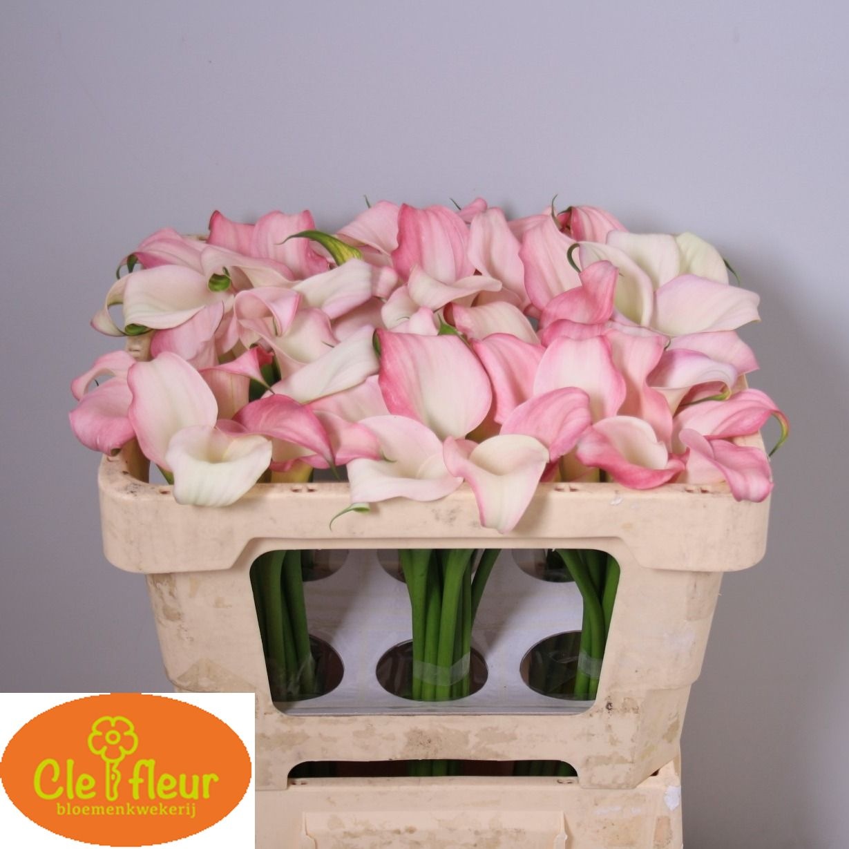 Calla Nashville 45cm