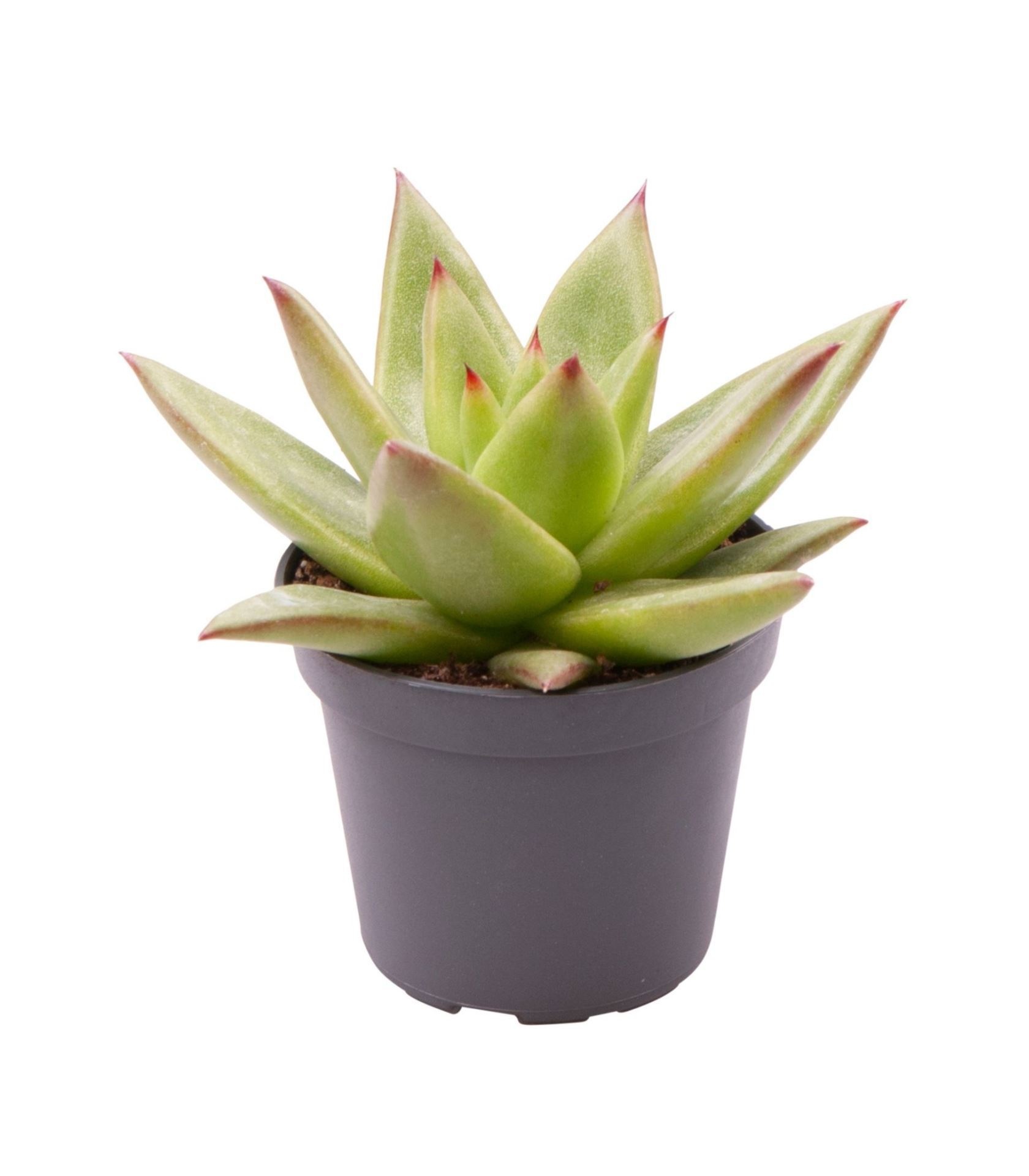 Echeveria Pluto Galaxy
