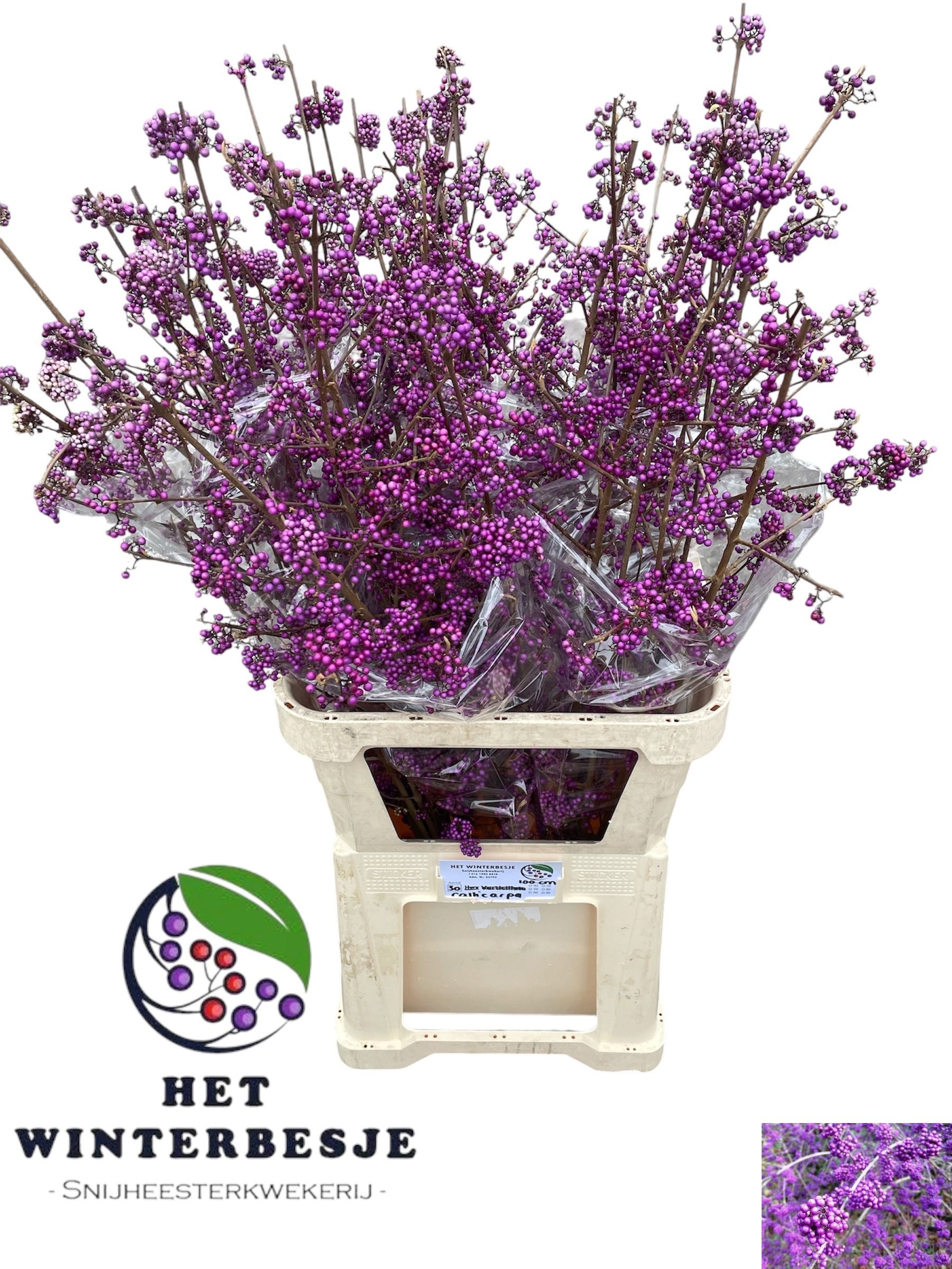 Callicarpa Bod Giraldi(imp) 100cm