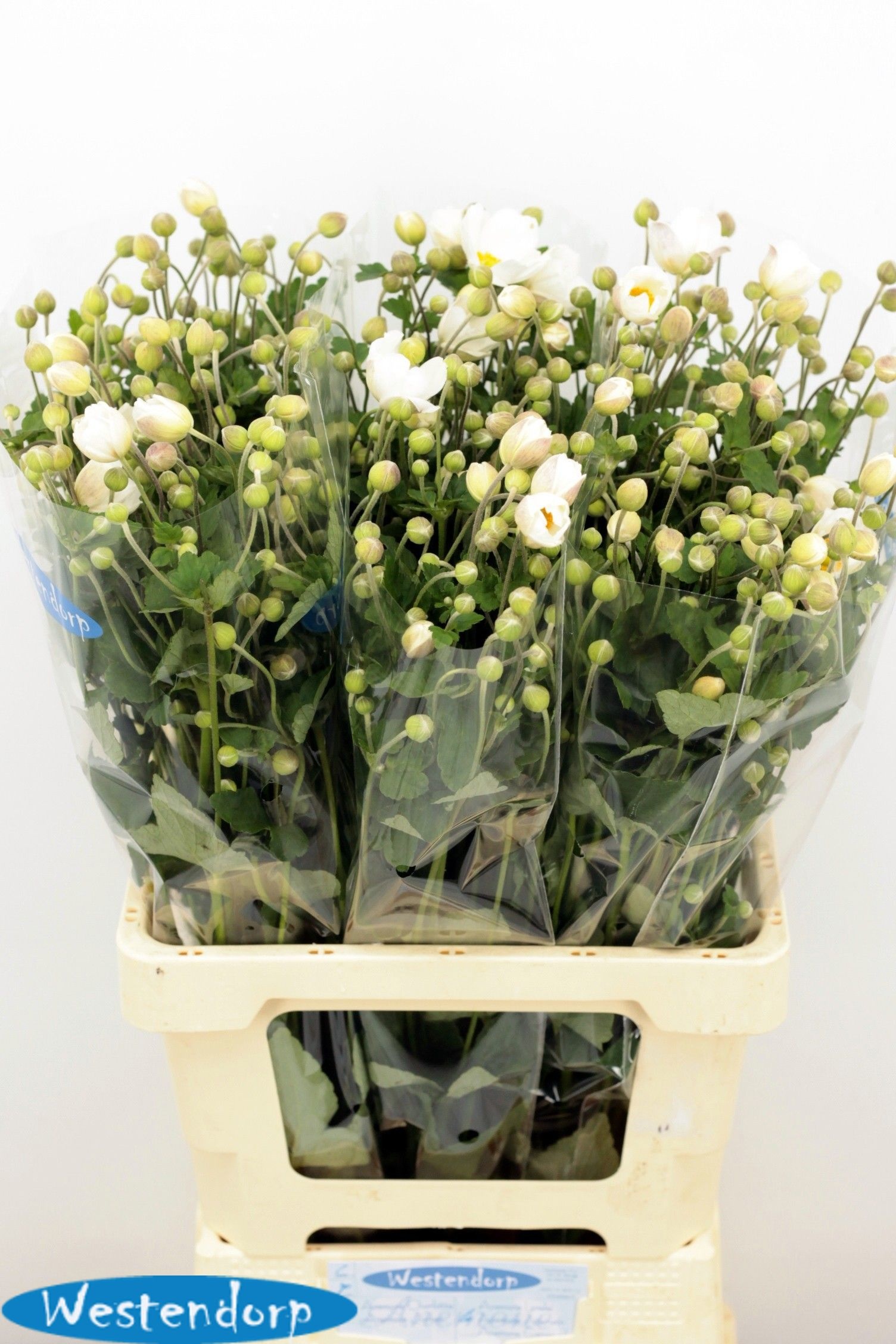 Anemone 70cm