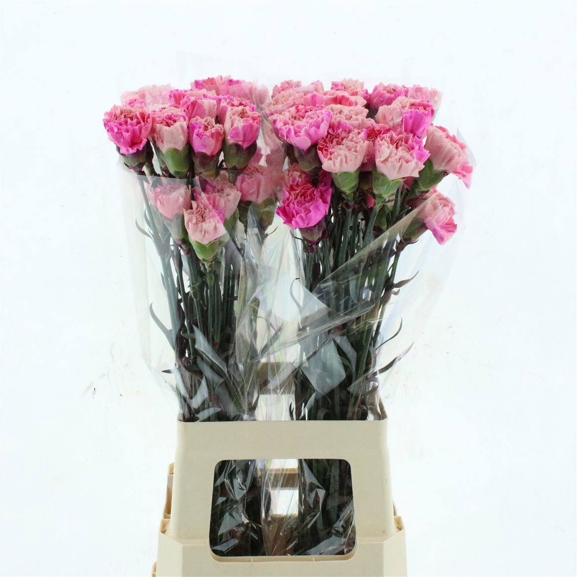 Dianthus St Painted 70cm