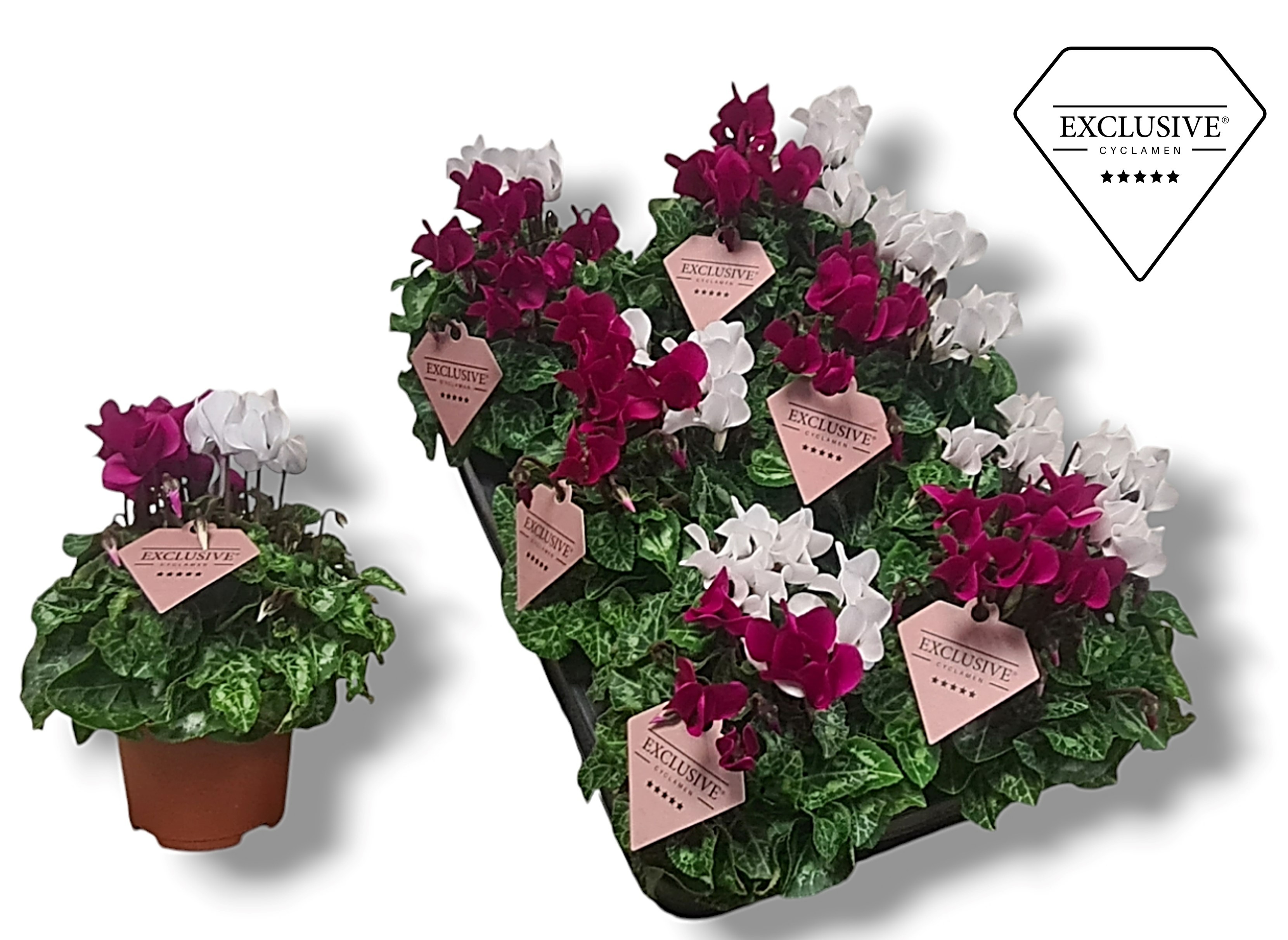 Picture of Cyclamen Exclusive® Duo Purple-White P10.5 25CM