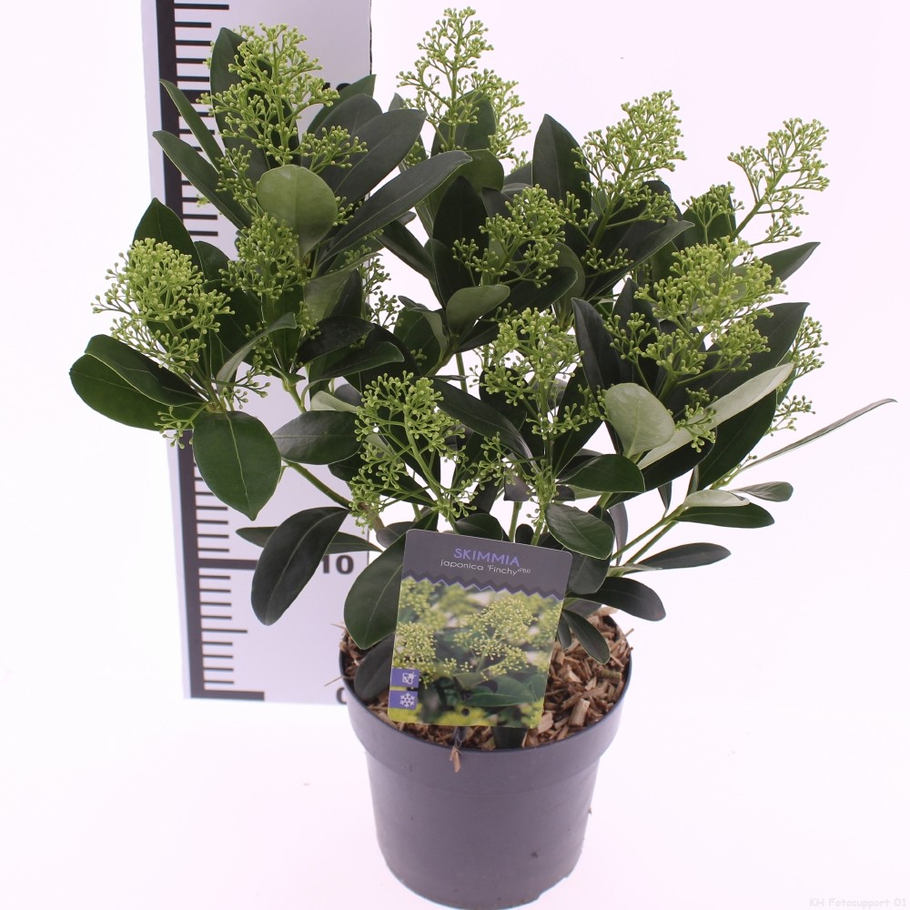 Picture of Skimmia jap. 'Finchy'