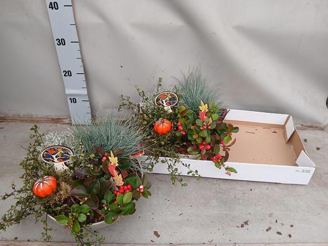 Arr Tuinplanten 25P 25cm