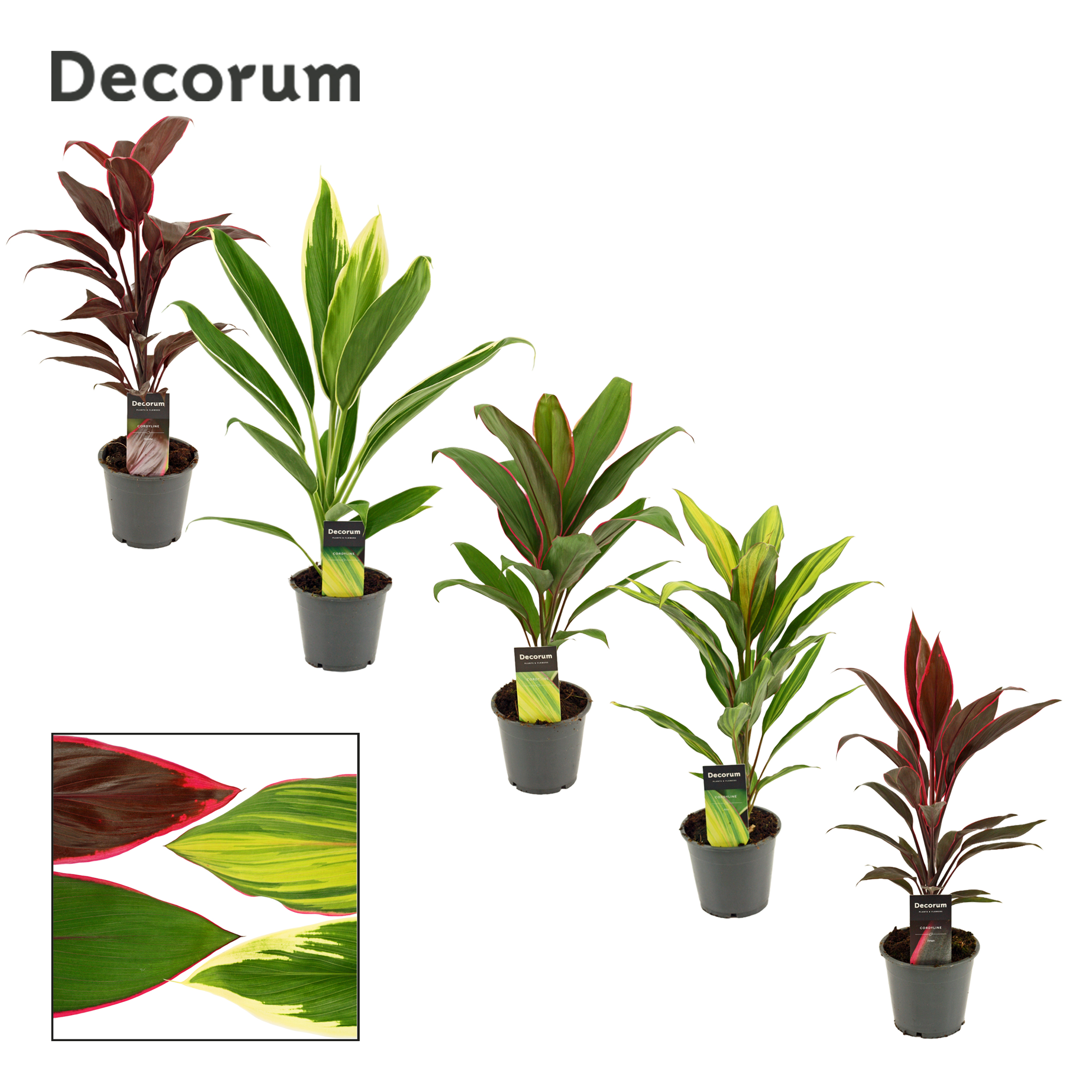 Picture of Cordyline in varieties Decorum P12 40CM