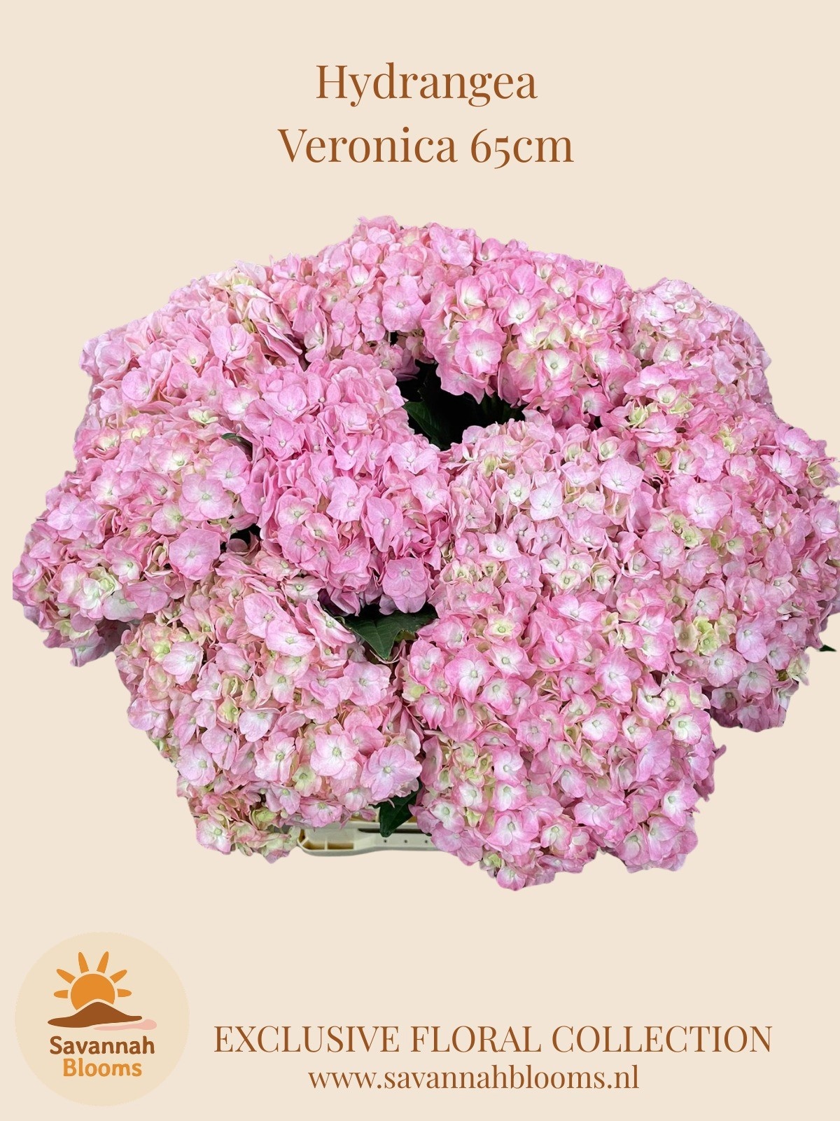 Hydrangea Veronica 60cm 18Ø