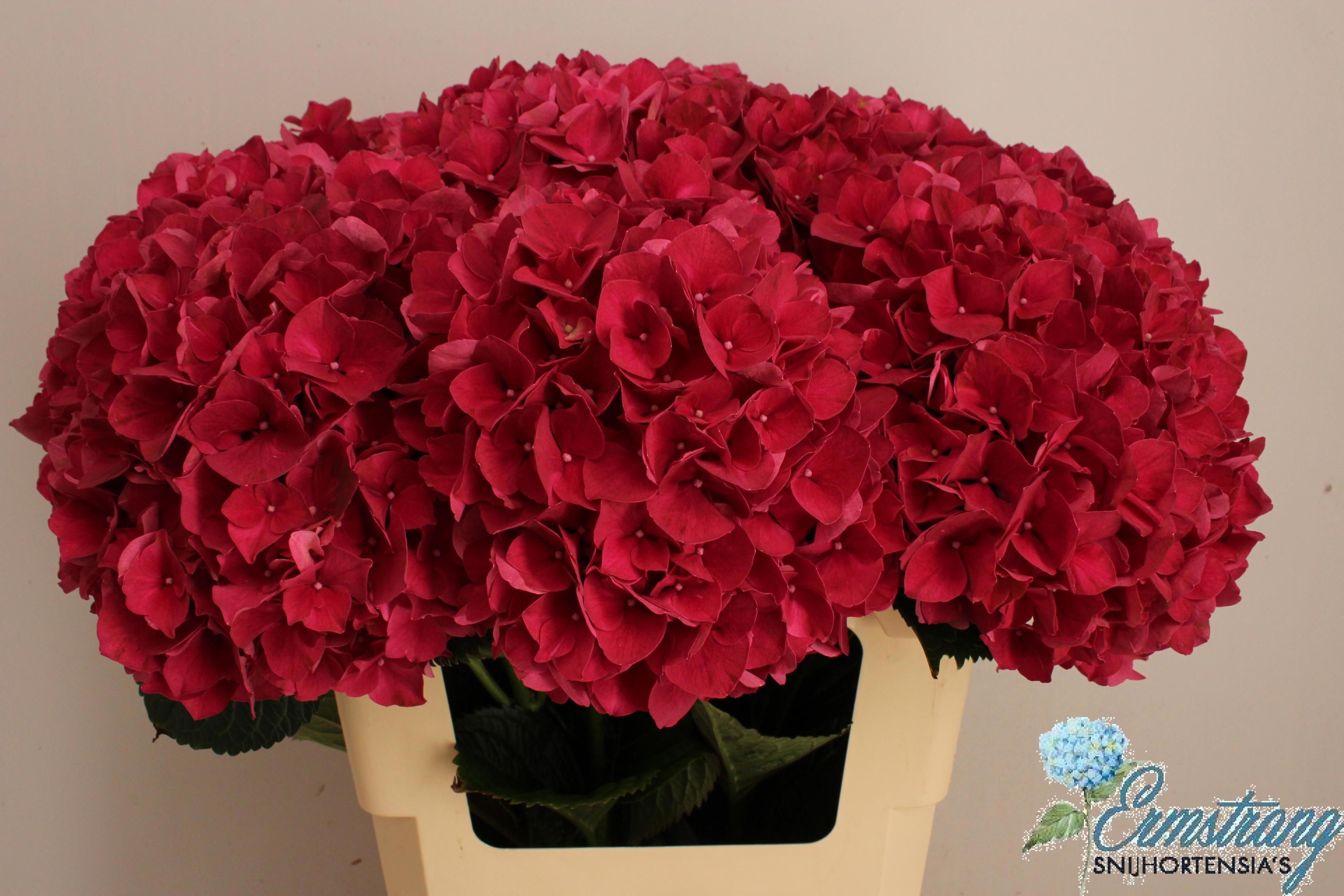 Hydr M Mag Rubyred