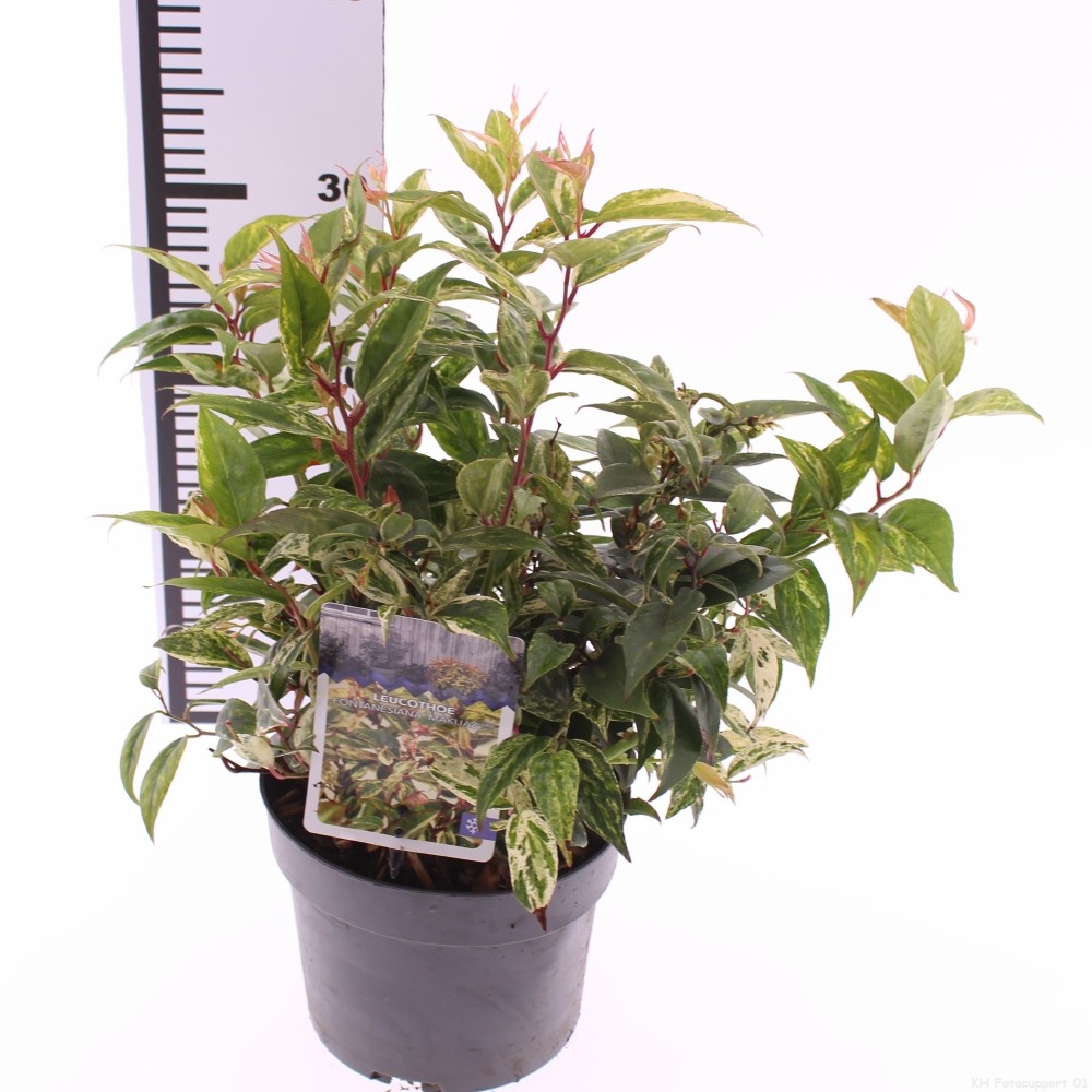 Picture of Leucothoe fontanesiana 'Makiejaz'