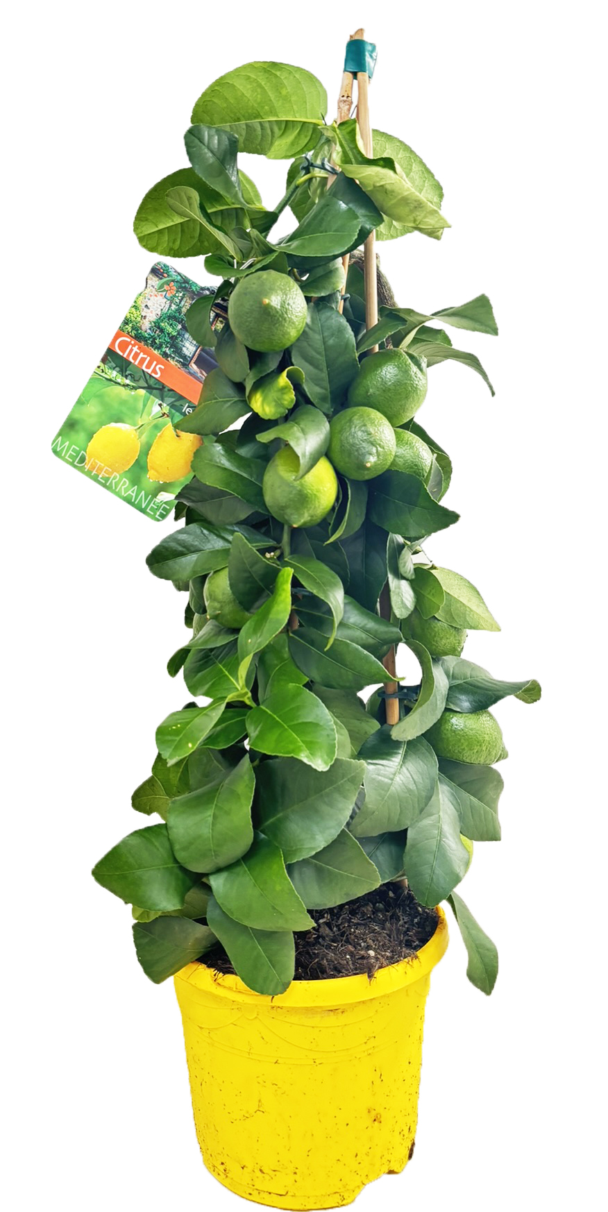 Picture of Citrus lemon piramide P19 (3 Ltr) PYRAMID