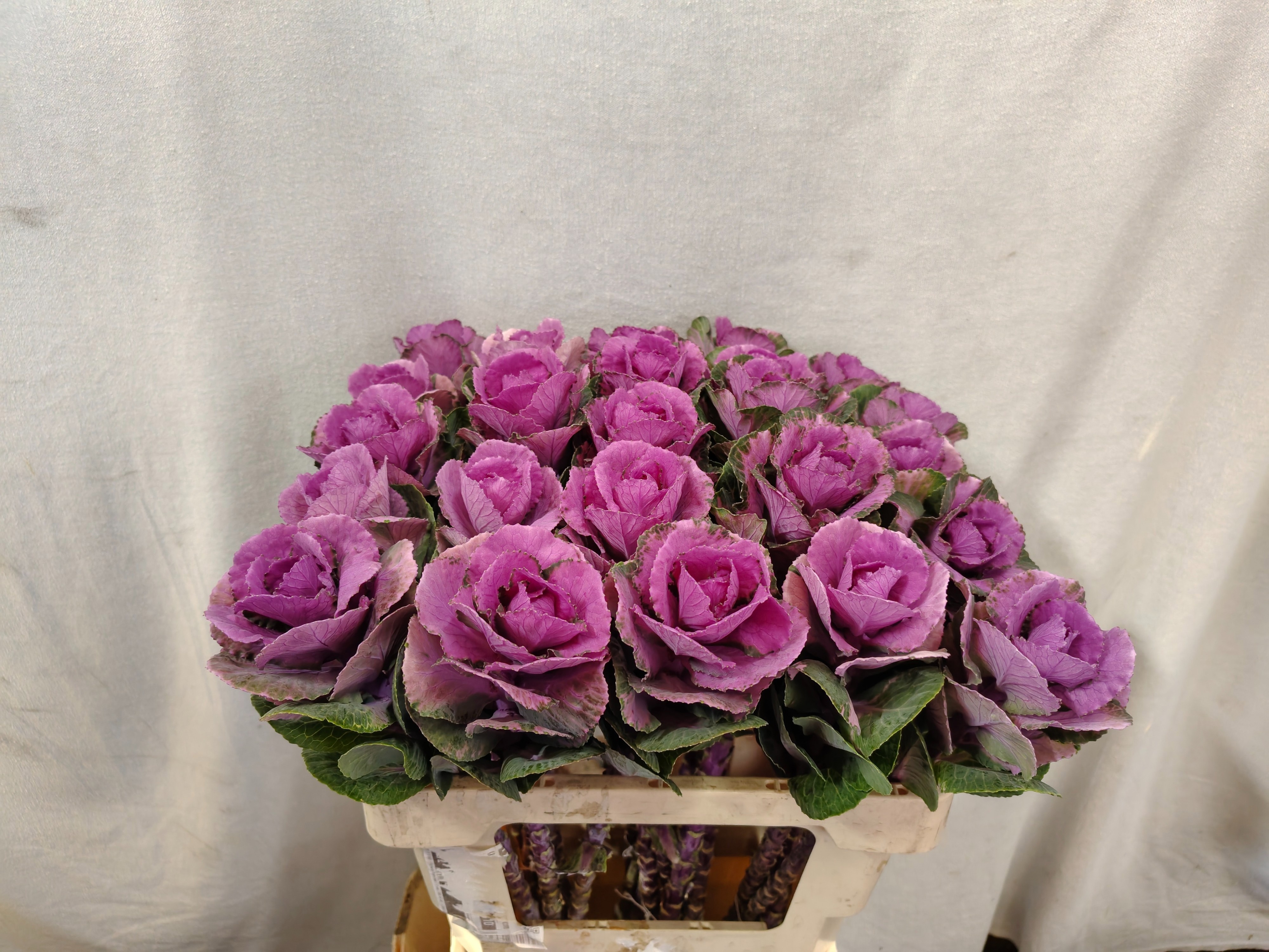 Brassica Olga 60cm