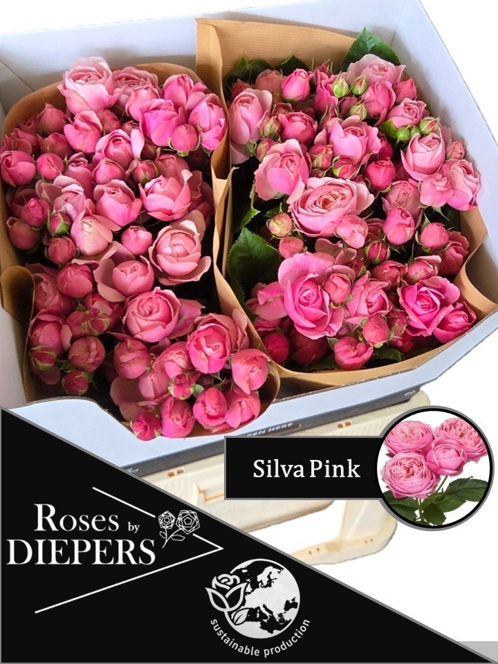 R Tr Silva Pink+