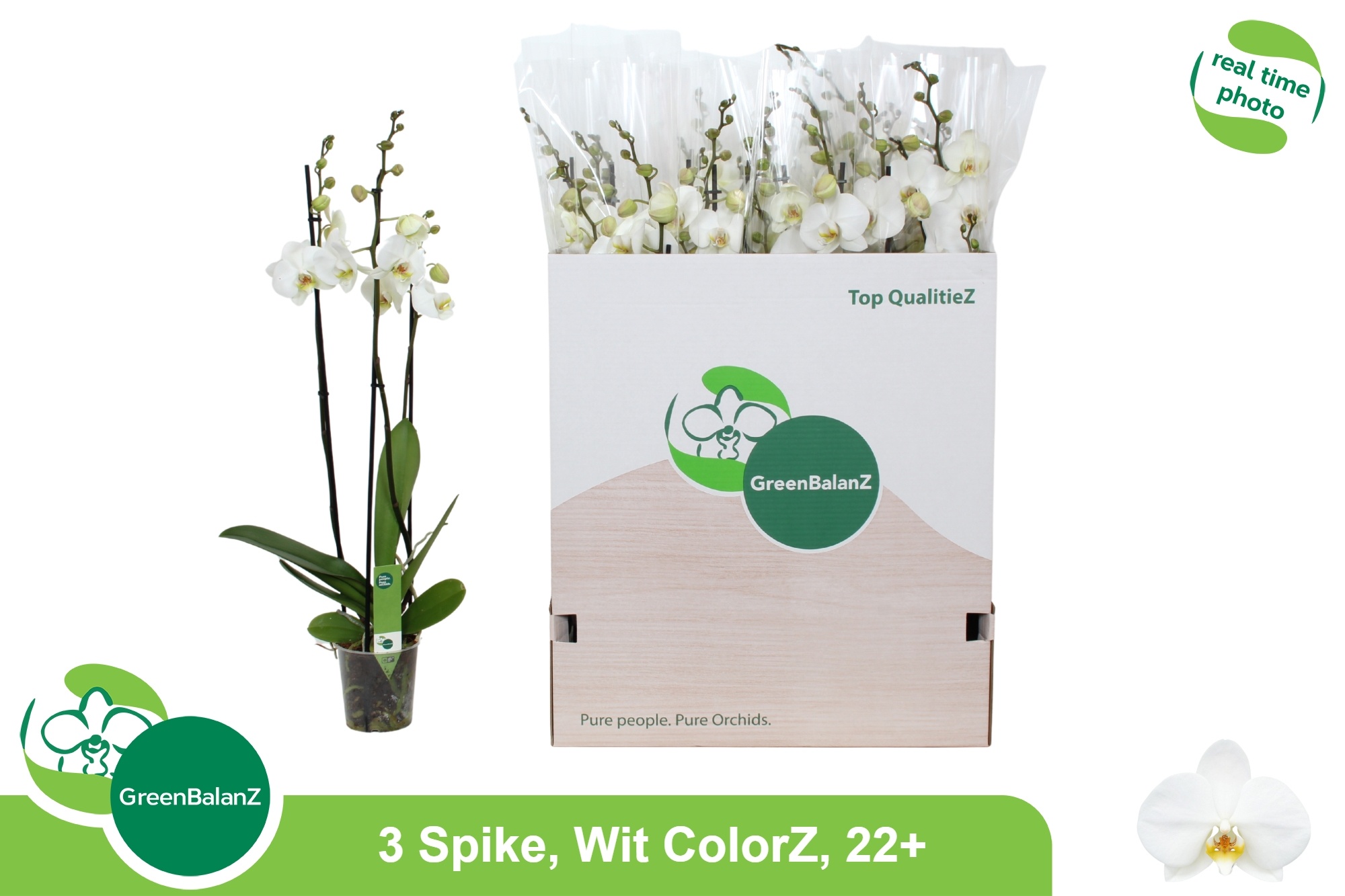 Phalaenopsis White 2 Stem 12Ø 75cm