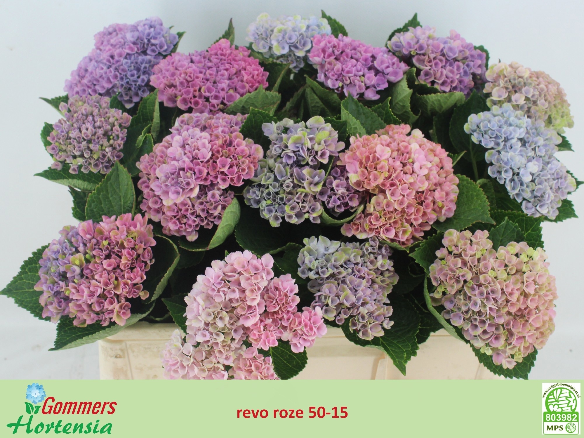 Hydrangea Revolution Pink 50cm 11Ø