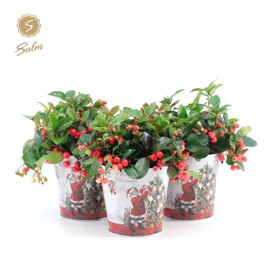 Picture of Gaultheria pr. 'Big Berry'® P12 in Zinc Santa