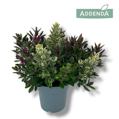 Hebe Addenda Duo Groen-bont p23 Hopm