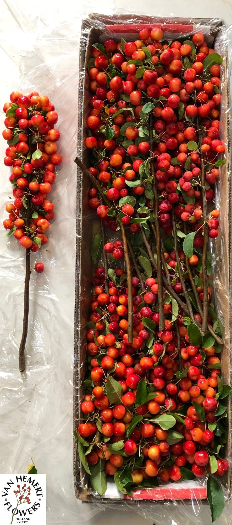 Malus Red Sentinel