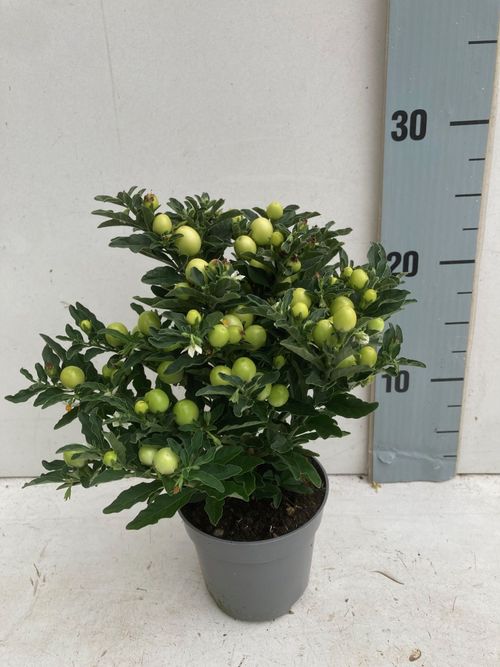 solanum thorino light p10.5 Luc