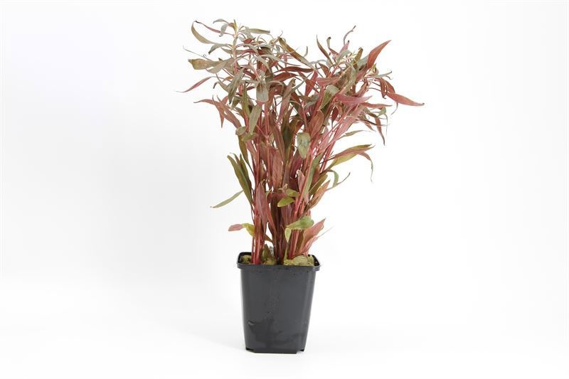 Alternanthera roseafolia ( )