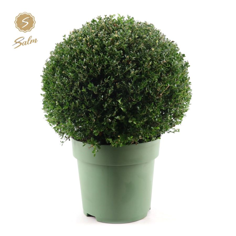 Picture of Ilex crenata P32 (15 Ltr) 50/CM-BALL