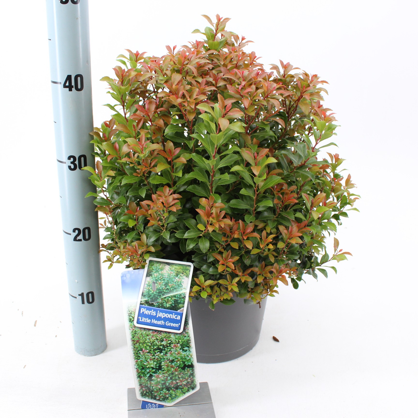 Picture of Pieris jap. ‘Little Heath Green’