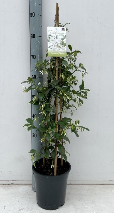 Trachelospermum jasminoides