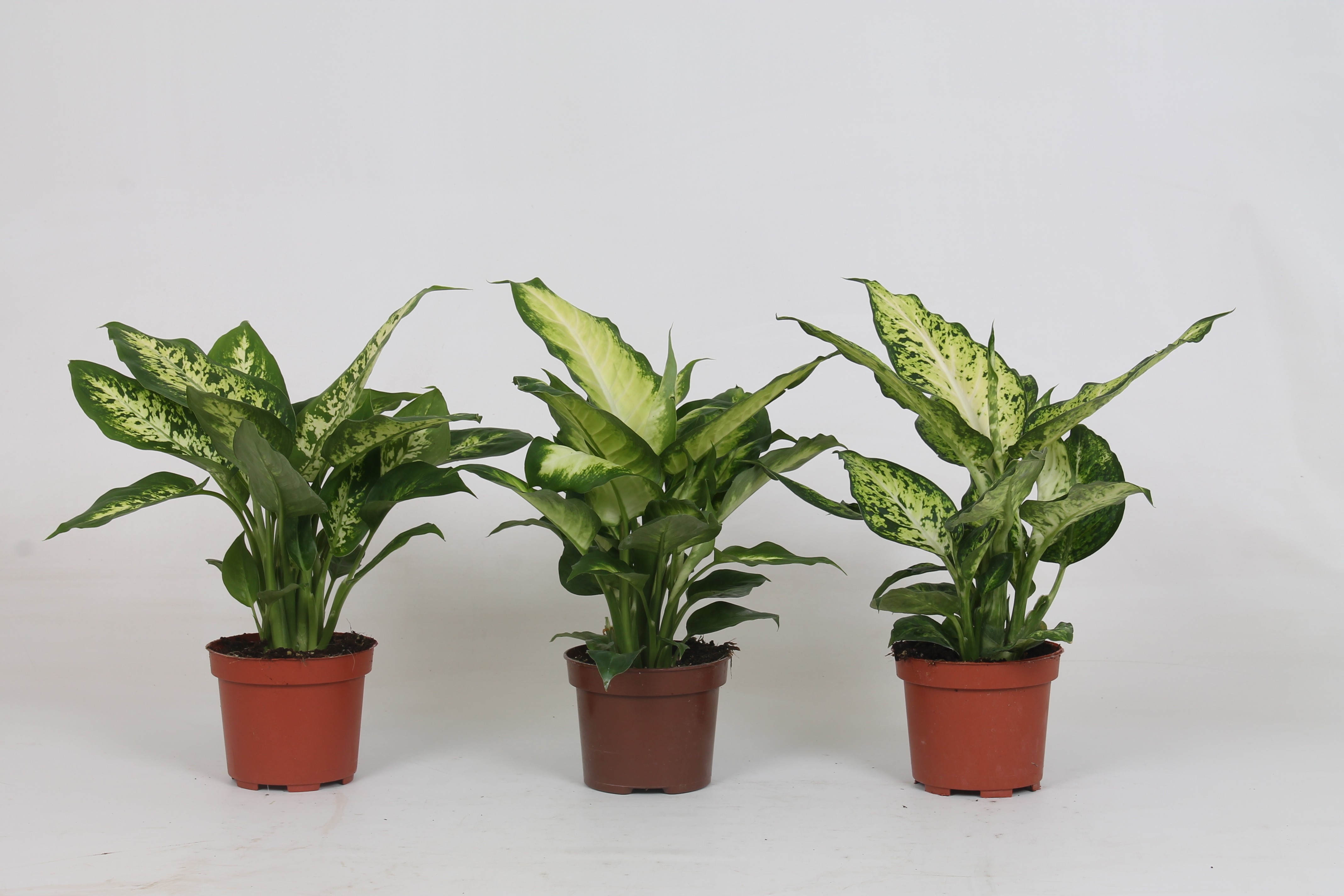 Picture of Dieffenbachia in varieties P12 30CM