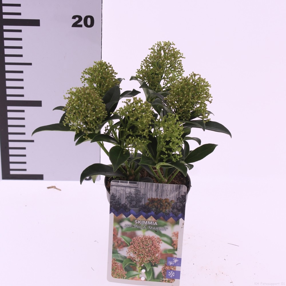 Picture of Skimmia jap. 'Marlot'