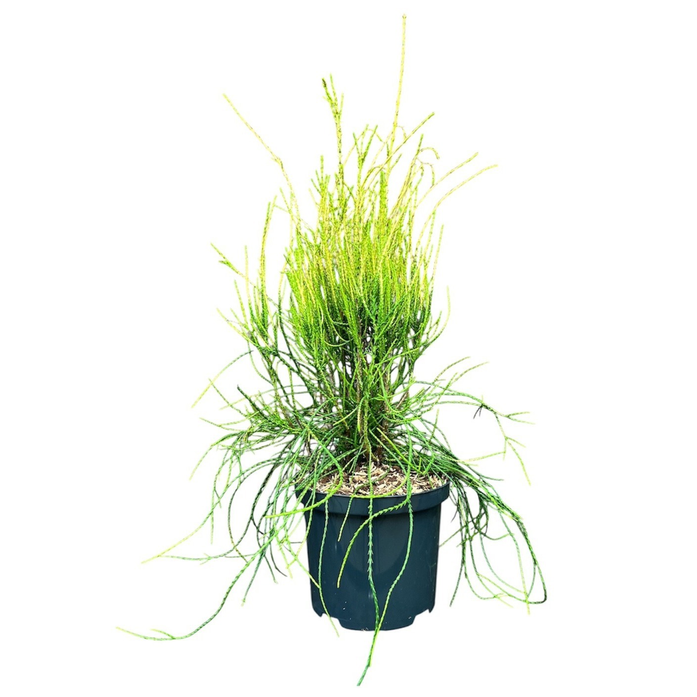 Platycladus orientalis 'Franky Boy'